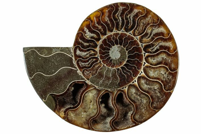 Cut & Polished Ammonite Fossil (Half) - Madagascar #310666